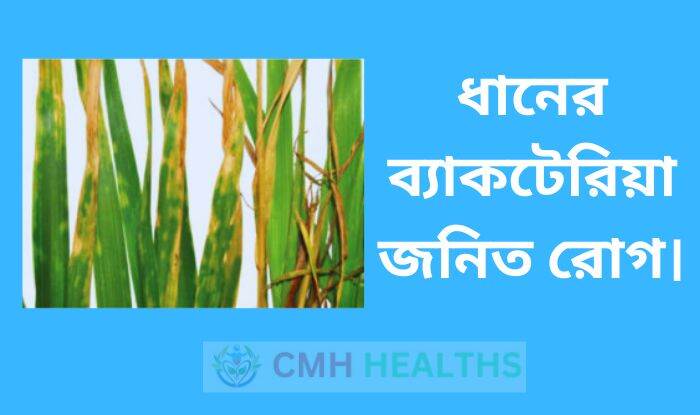 ধানের ব্যাকটেরিয়া জনিত রোগ