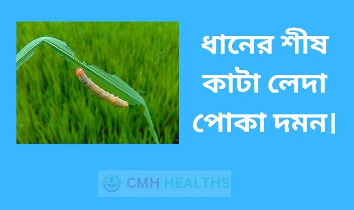 ধানের শীষ কাটা লেদা পোকা দমন