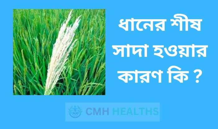 ধানের শীষ সাদা হওয়ার কারণ